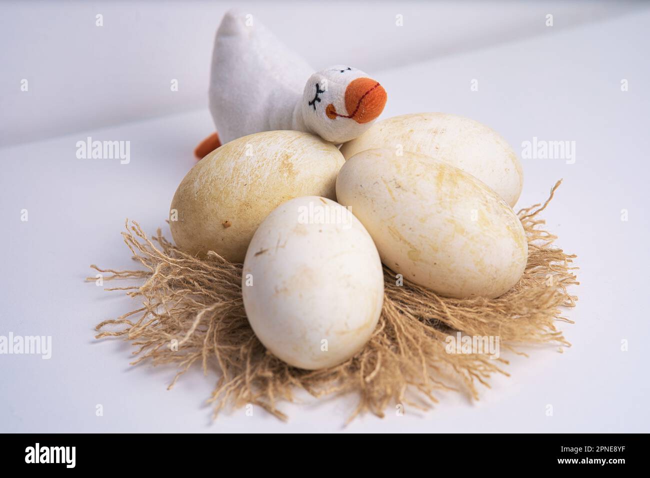 Gänseeier auf einem Nest mit einer ausgestopften Gans Stockfoto