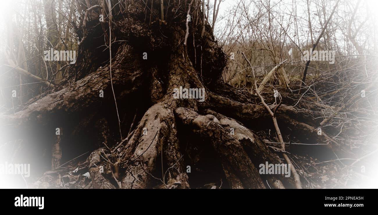 Ein markantes Schwarz-Weiß-Bild eines knorrigen alten Baumes, umgeben von üppigen Wäldern Stockfoto