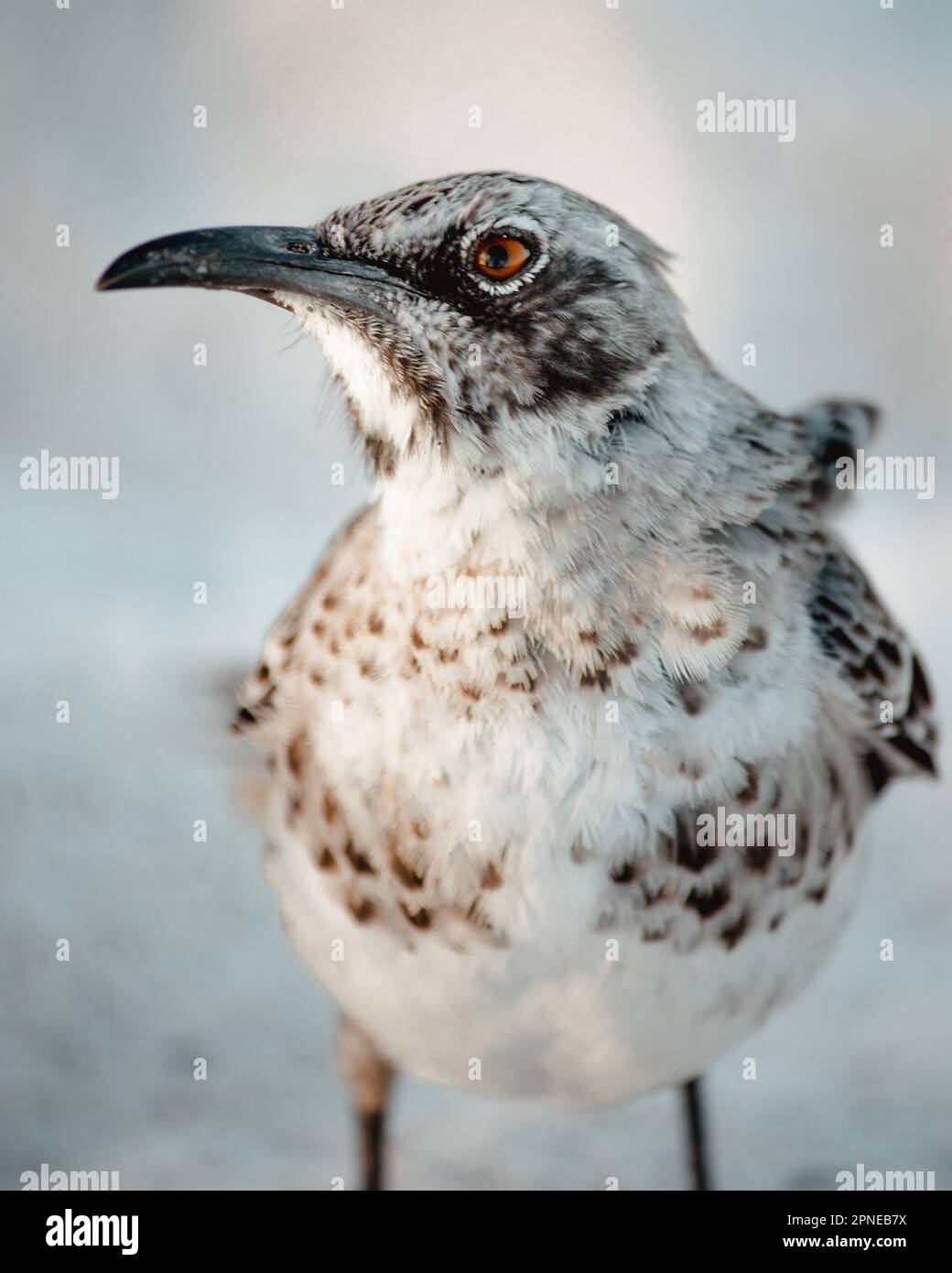 Galapagos-Spottvogel aus nächster Nähe in weißem Sand, fotogene Pose für Kamerawind in Federn, Mimus Macdonaldi, Española Insel Stockfoto