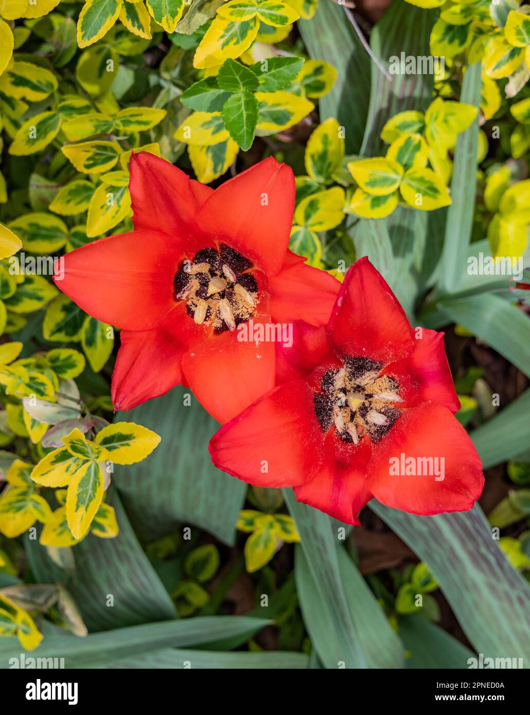 Die Tulpen sind Blooming, York, Pennsylvania, USA, Pennsylvania Stockfoto