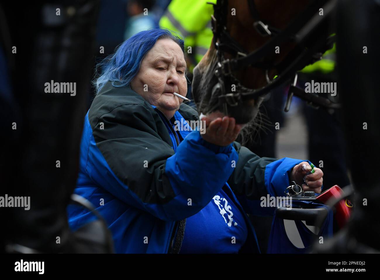 Stamford Bridge, London, England, Großbritannien. 18. April 2023. Ein Chelsea-Fan füttert die Polizeipferde vor dem Viertelfinale der Champions League zwischen Chelsea und Real Madrid: Anerkennung: Ashley Western/Alamy Live News Stockfoto