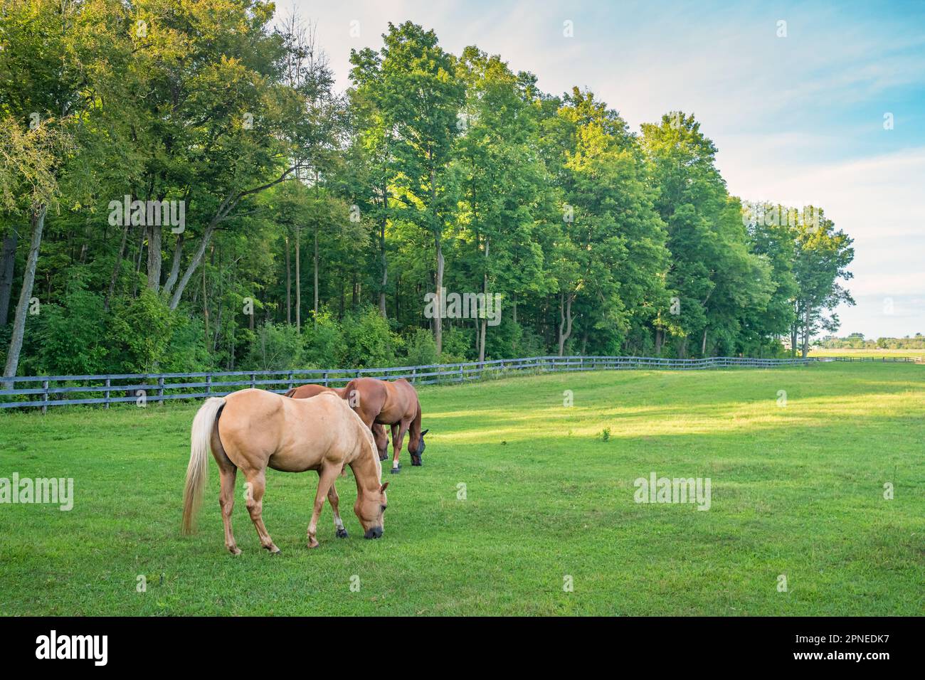 Pferde grasen auf einer Ranch. Stockfoto