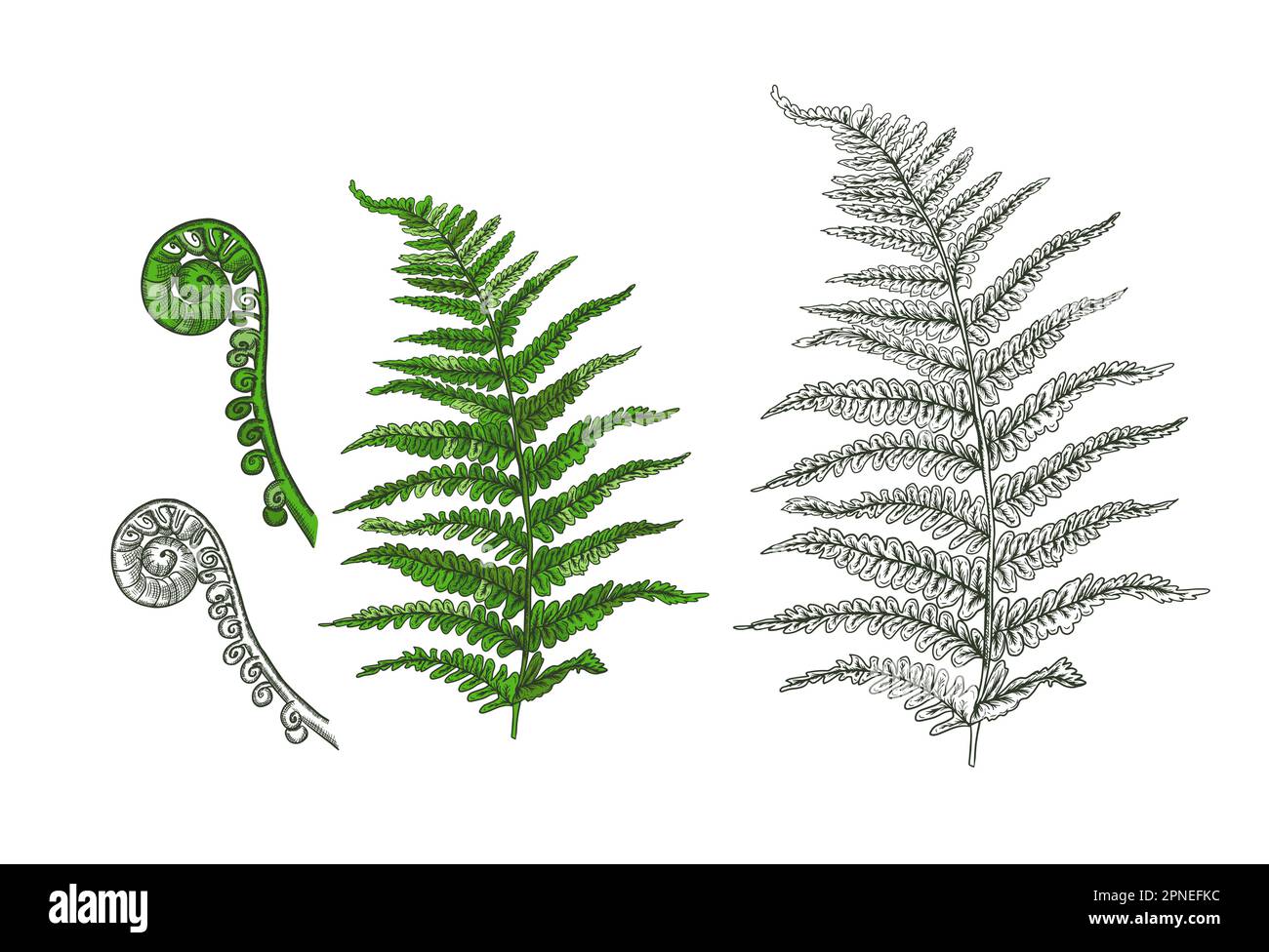 Farn Pflanze Grafik schwarz wei isoliert Satz Illustration Vektor  Stock-Vektorgrafik - Alamy