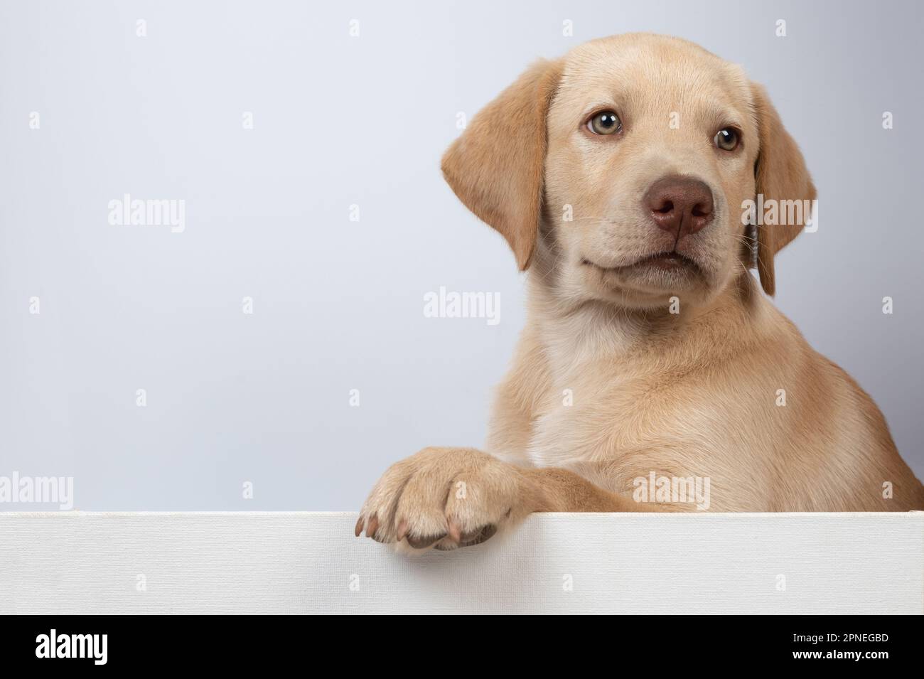 Porträt eines sauberen labrador Hündchens aus der Nähe isoliert Stockfoto