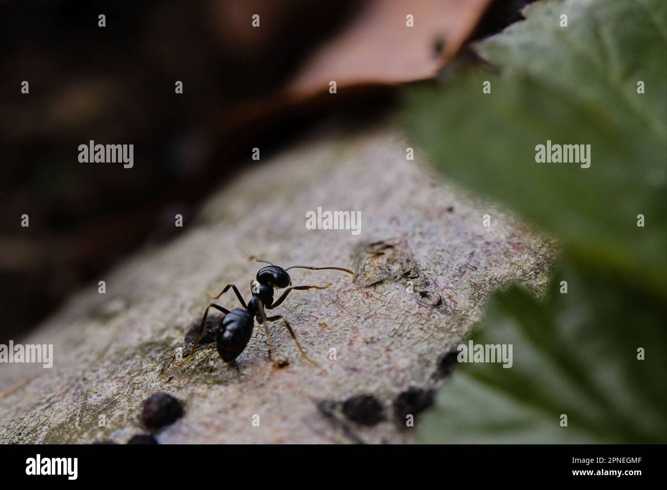 Viele schwarze Ameisen laufen auf einem alten Baumstamm im Wald Stockfoto