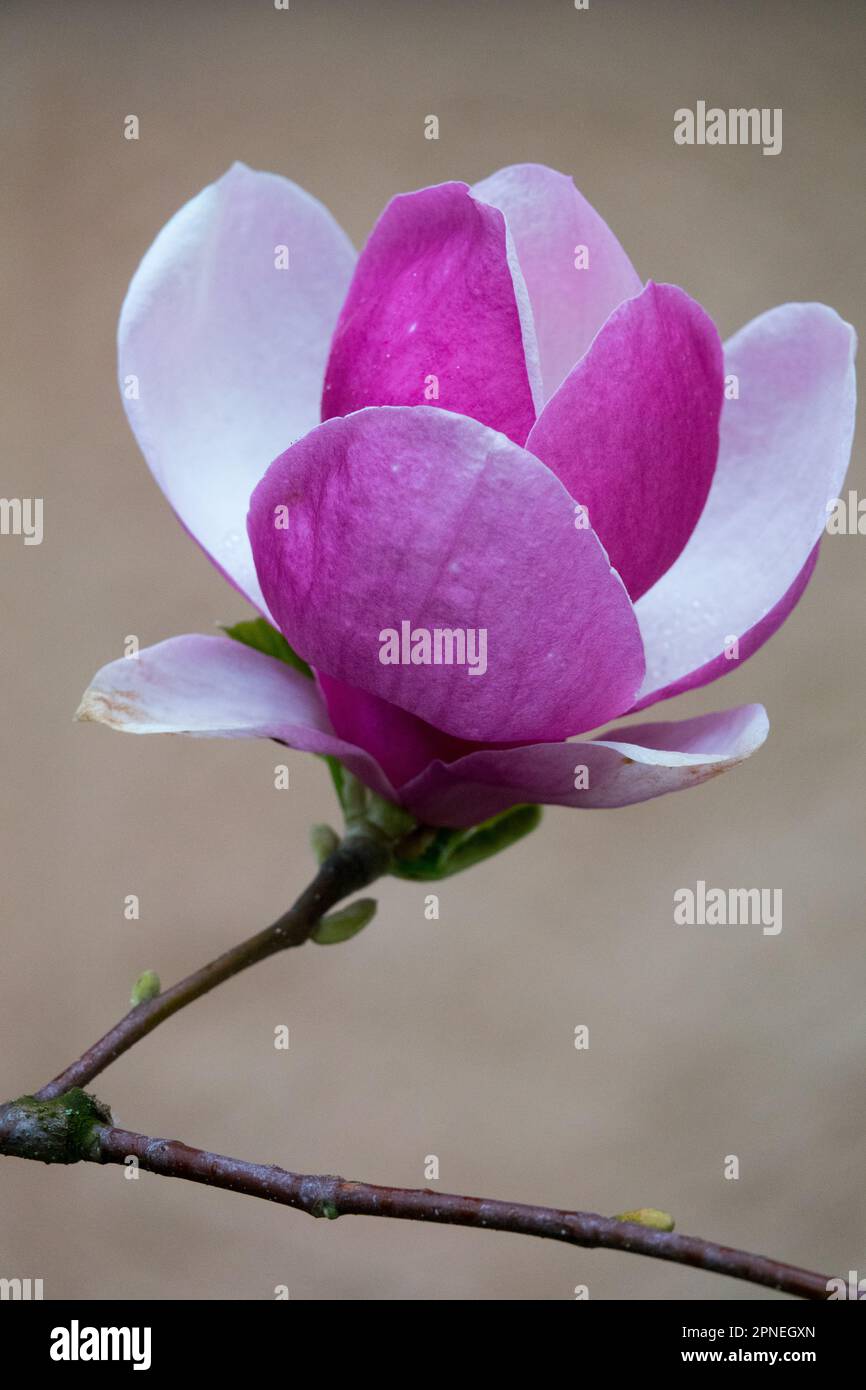 Untertasse Magnolia x soulangeana „Lennei“, Porträt Stockfoto