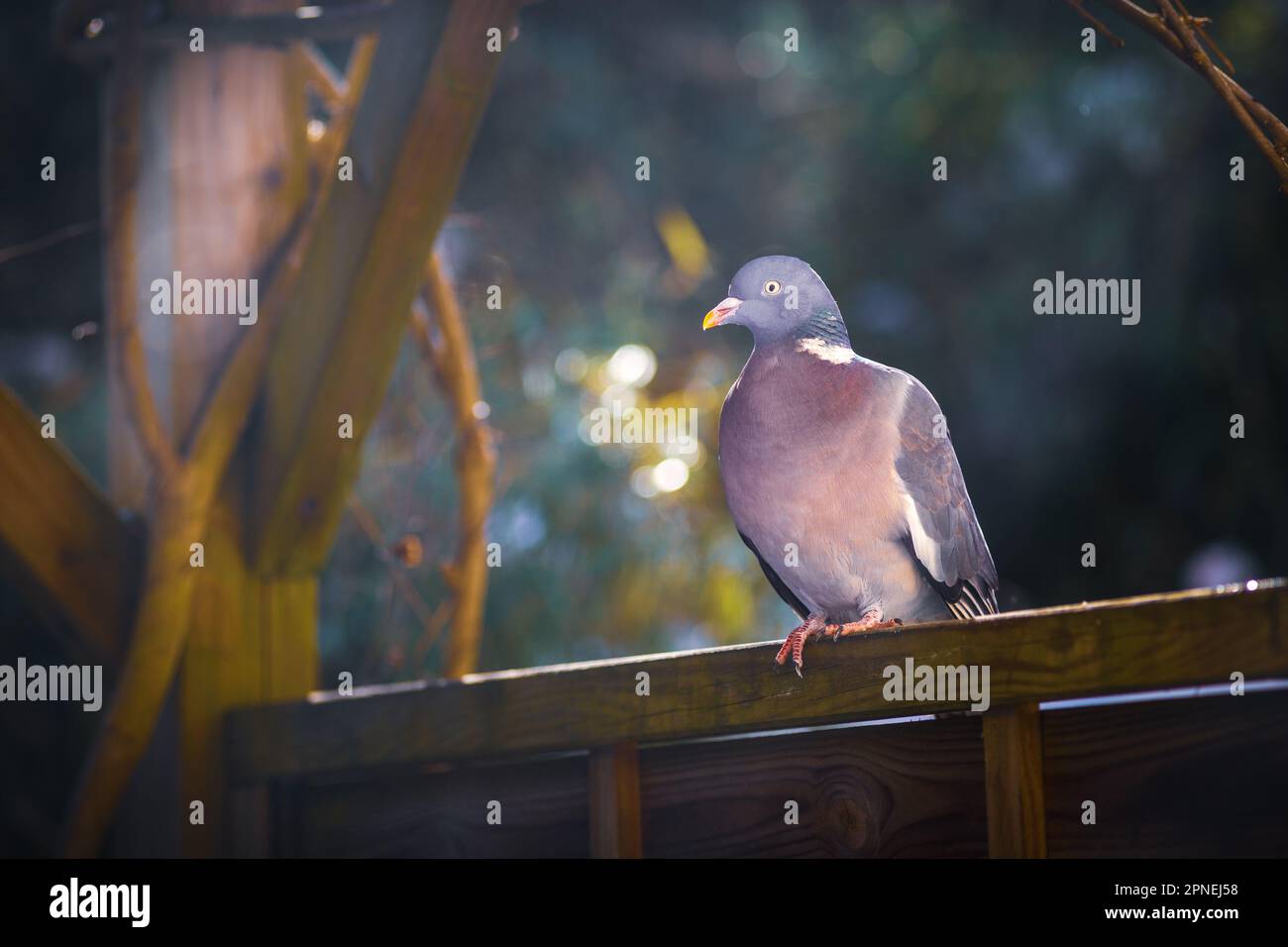 Eine Holztaube, die auf einem Holzzaun im Garten steht Stockfoto