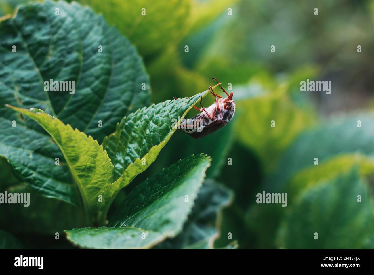 Melolontha. Maybug sitzt auf einer Pflanze. Stockfoto