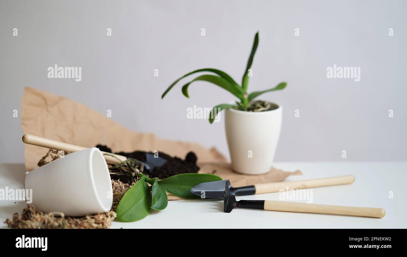 Phalaenopsis-Orchideentransplantat zu Hause, saisonale Gartenpflege. Mini-Orchideen, Keramiktöpfe, Gartenwerkzeuge und Erde auf einem weißen Tisch vor einer grauen Wand. Stockfoto