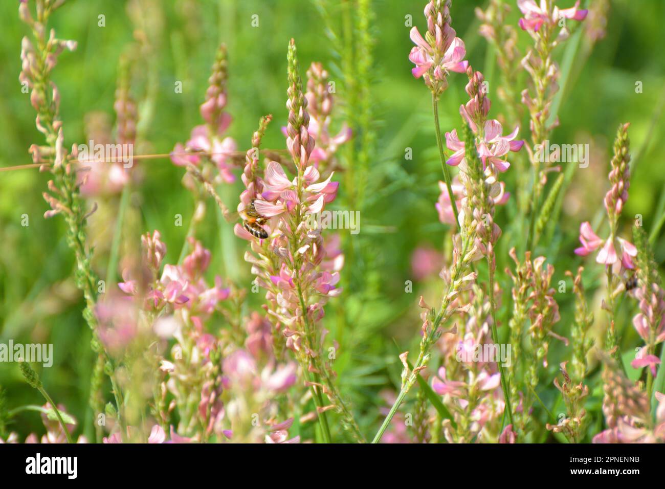 Auf der Wiese blühen wilde Gräser Esparsette (Onobrychis). Stockfoto