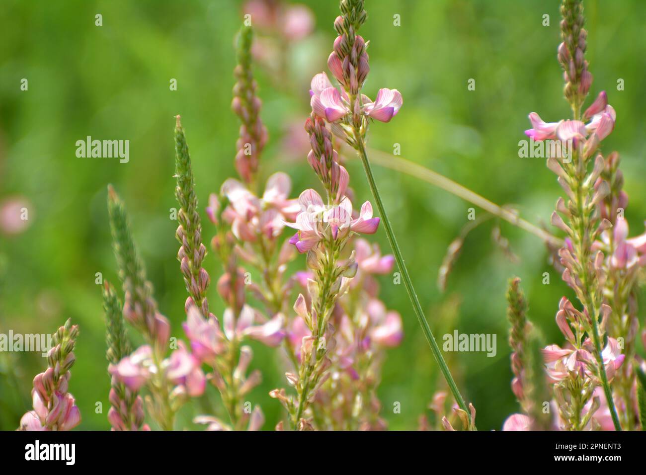 Auf der Wiese blühen wilde Gräser Esparsette (Onobrychis). Stockfoto