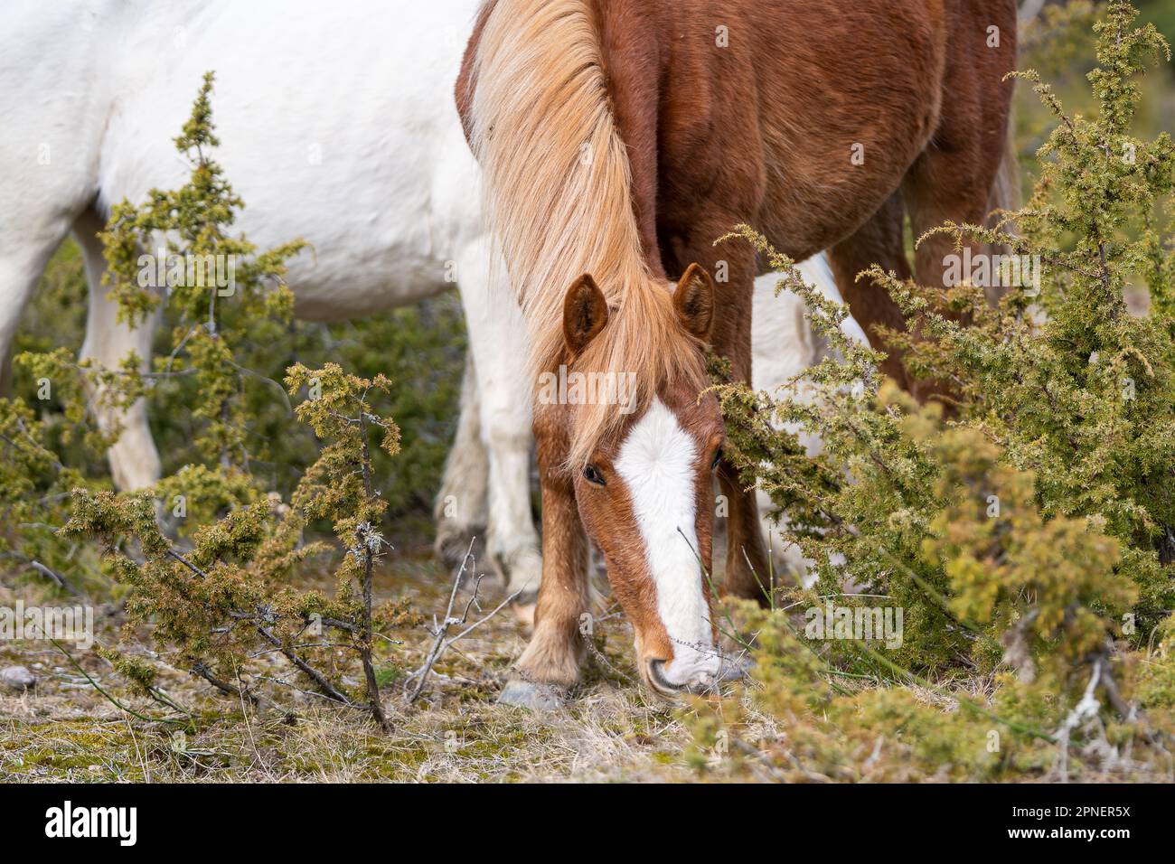 Einheimisches Pferd (estnischer Klepper) auf der Wiese an der Küste. Frühling auf der Insel. Stockfoto