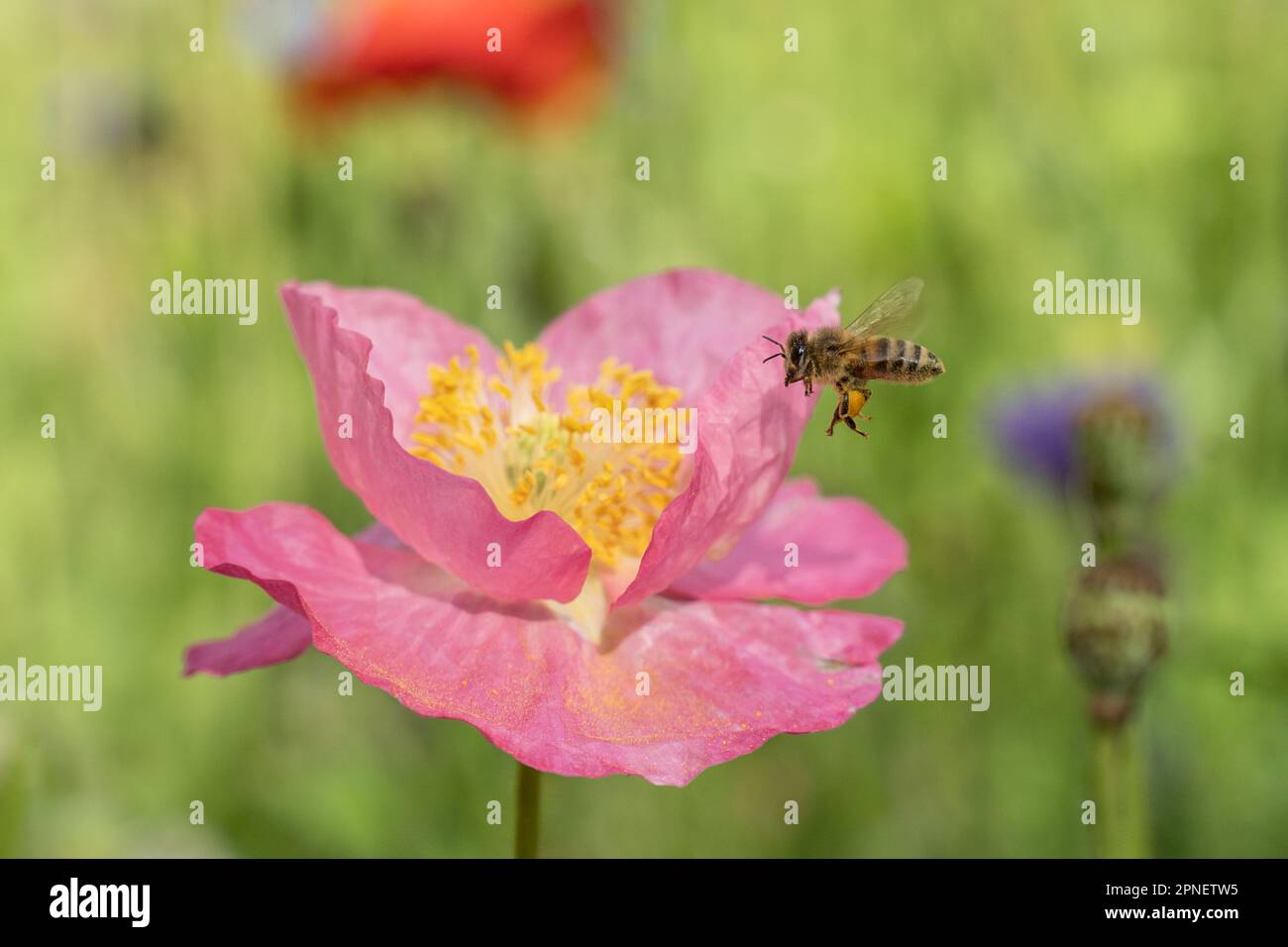 Nahaufnahme von Honigbienen, die mit Pollen bedeckt sind und auf rosa Mohnblumen landen Stockfoto