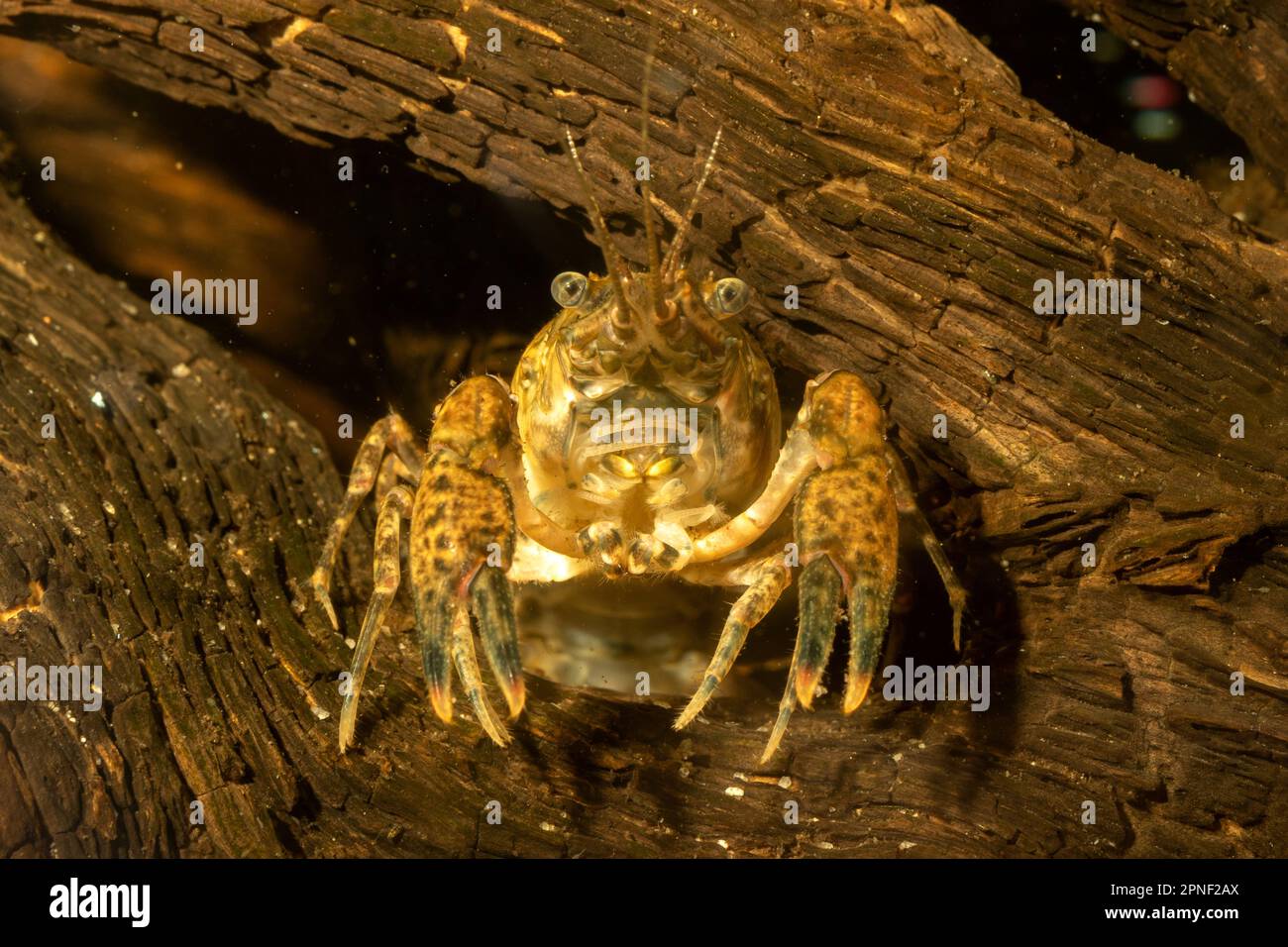 Spinycheek-Flusskrebse, amerikanische Flusskrebse, gestreifte Flusskrebse (Orconectes limosus, Cambarus affinis), lauern in einer windigen Höhle Stockfoto