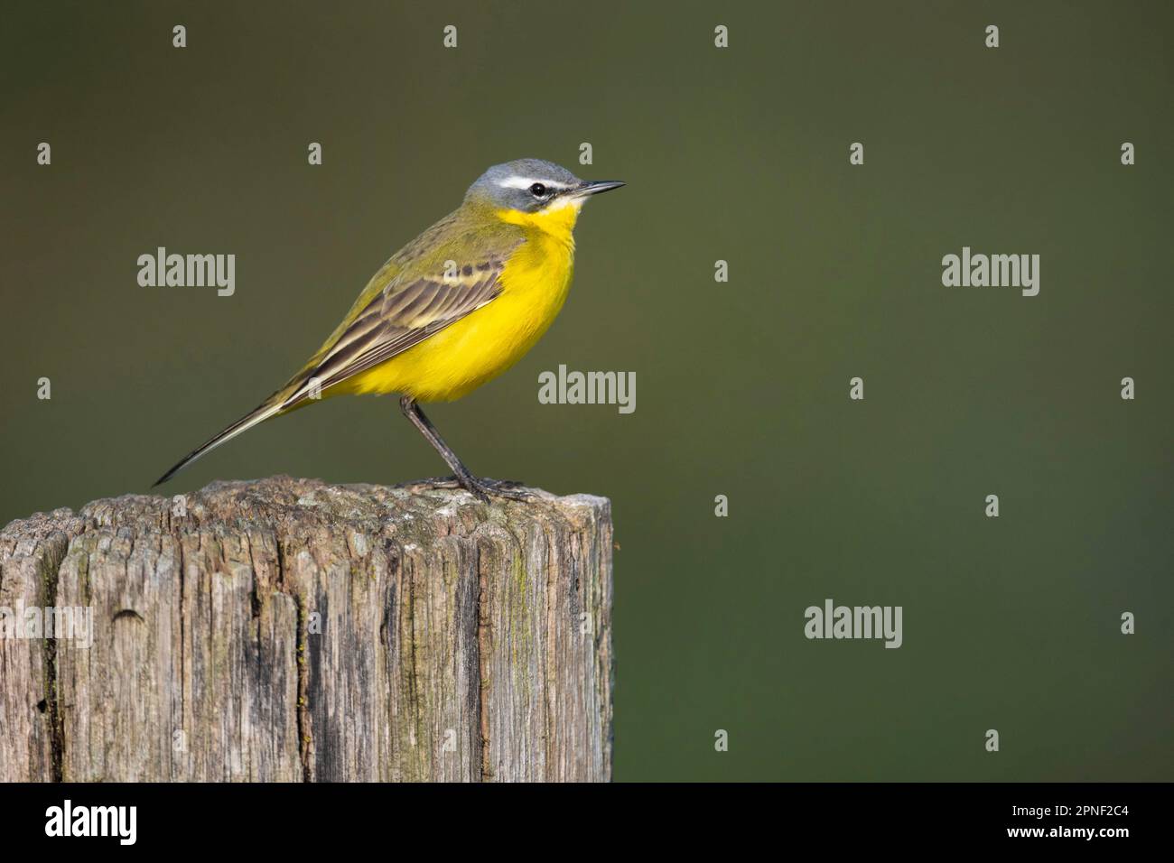 Gelber Schwanz (Motacilla flava), männlicher Stehpfosten auf einem