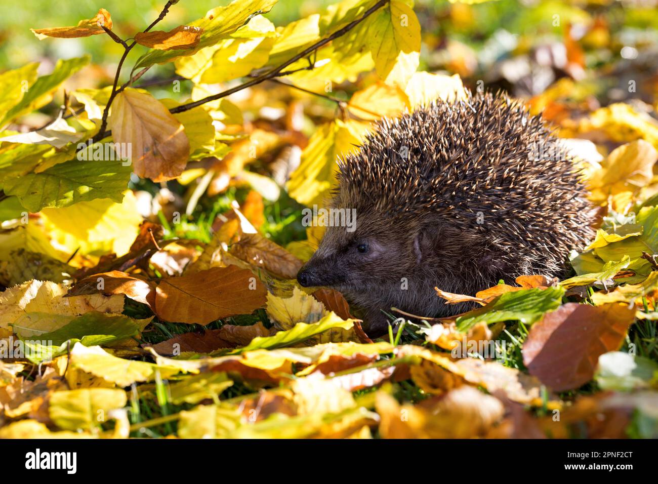 Westlicher Igel, Europäischer Igel (Erinaceus europaeus), in Herbstblättern, Deutschland Stockfoto