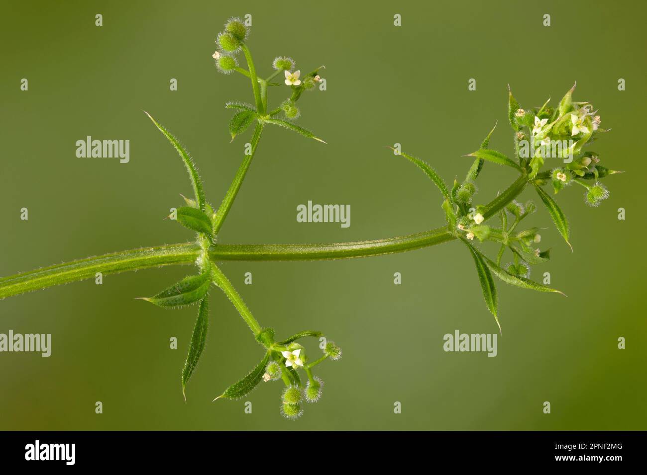 Spaltleder, Gänsegrass, Katzenbetstroh (Galium aparine), Blumen und Früchte, Deutschland, Bayern Stockfoto