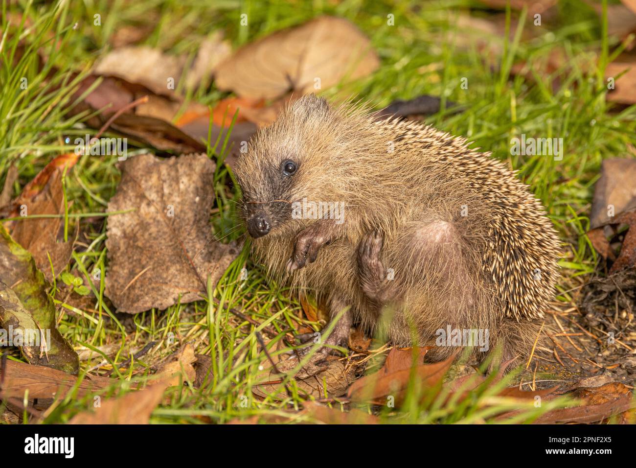 Westlicher Igel, Europäischer Igel (Erinaceus europaeus), der sich im Herbst auf Herbstlaub kratzt, wegen Hautparasiten, Deutschland, Bayern Stockfoto