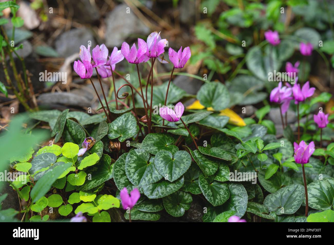 Europäische Cyclamen (Cyclamen purpurascens), Blooming, Italien, Lombardei, Riva di Solto Stockfoto