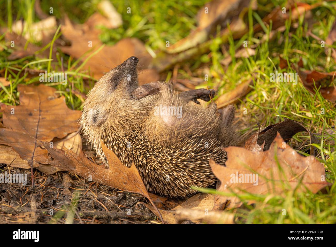 Westlicher Igel, Europäischer Igel (Erinaceus europaeus), der sich im Herbst auf Herbstlaub kratzt, wegen Hautparasiten, Deutschland, Bayern Stockfoto