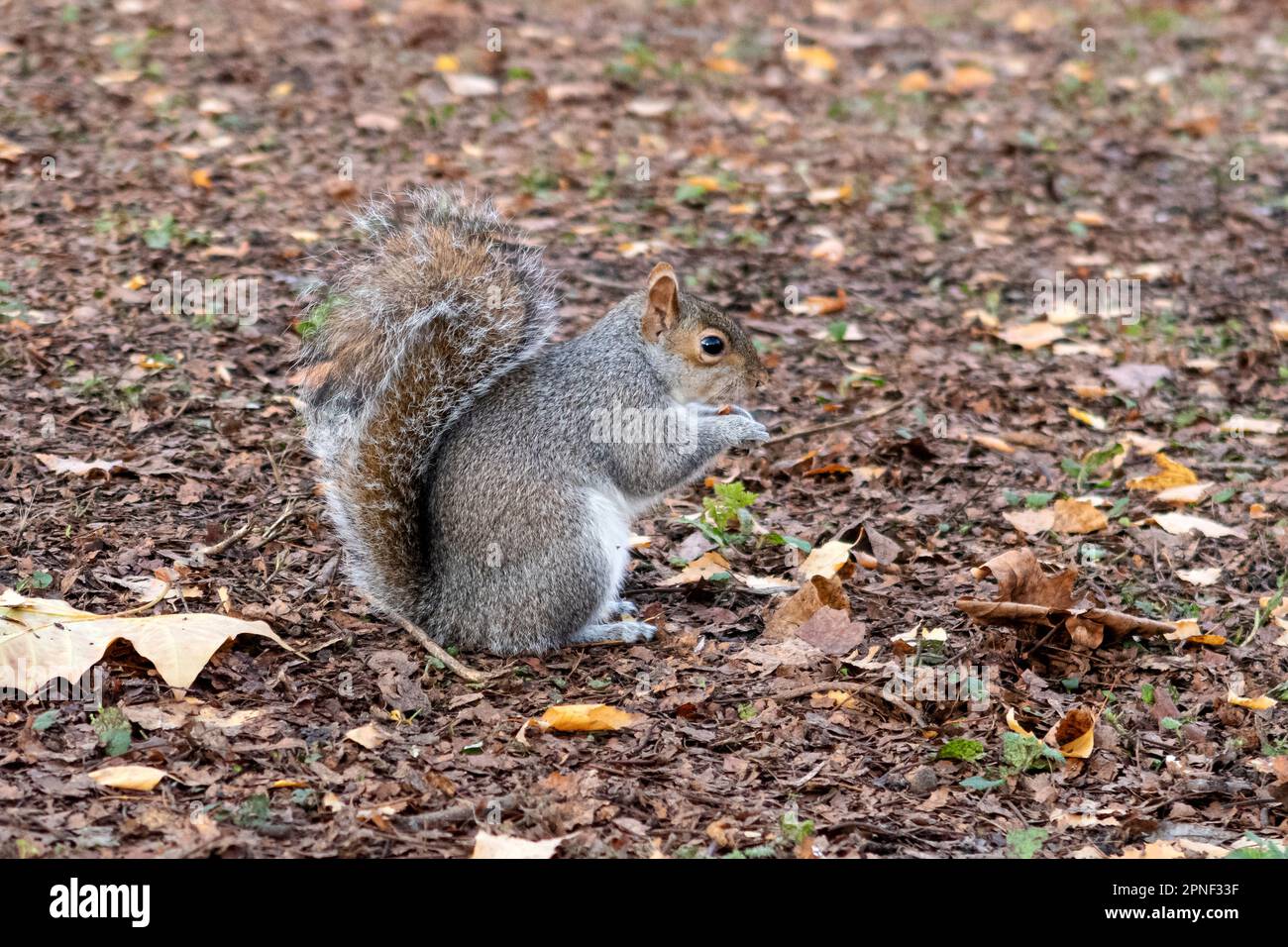 Östliches graues Eichhörnchen, graues Eichhörnchen (Sciurus carolinensis), sitzt auf dem Boden und knabbert eine Nuss, Seitenansicht, Großbritannien, England, London Stockfoto