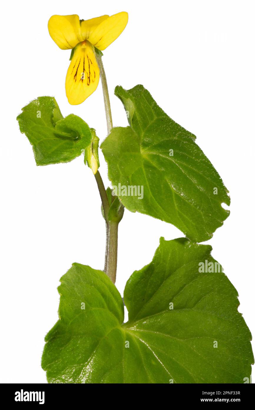 Bergschweinchen (Viola lutea), gelbe Blüte, Italien Stockfoto
