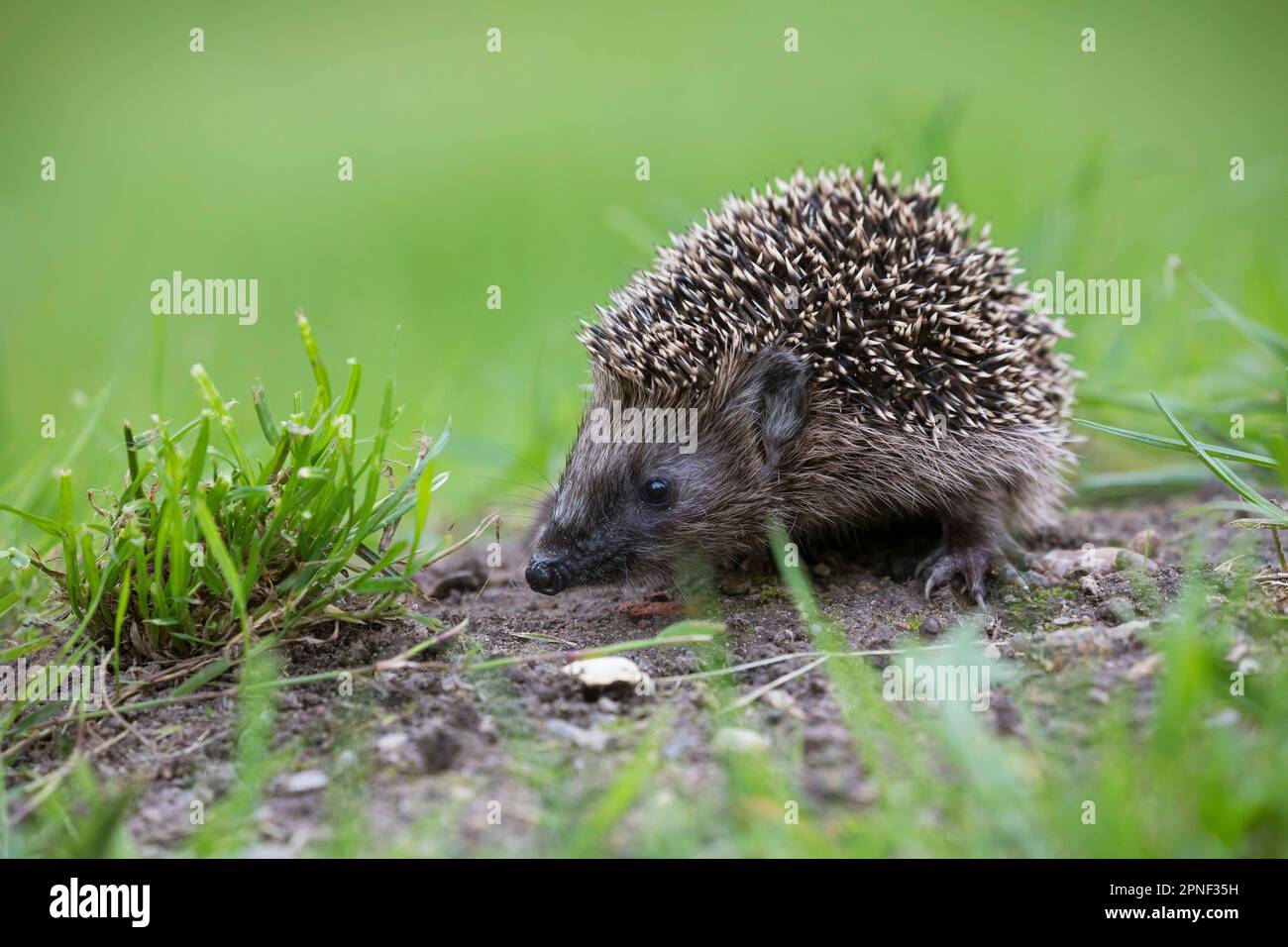 Westlicher Igel, Europäischer Igel (Erinaceus europaeus), in einem Garten, Deutschland Stockfoto