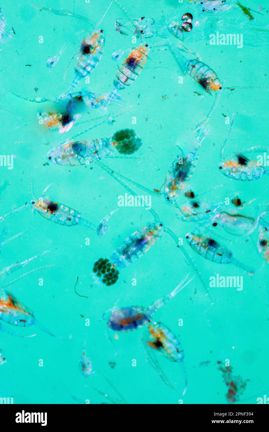 Copepoda, Zooplankton Stockfoto