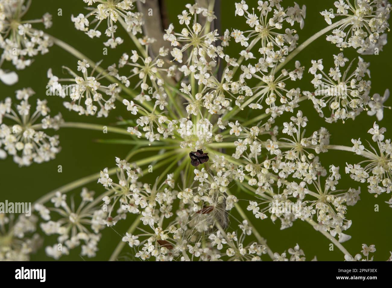 Königin-Anne-Spitze, wilde Karotte (Daucus carota, Daucus carota subsp. Carota), Blütenumbel mit sterilem Kontrast, fast schwarze einzelne Blume im Stockfoto
