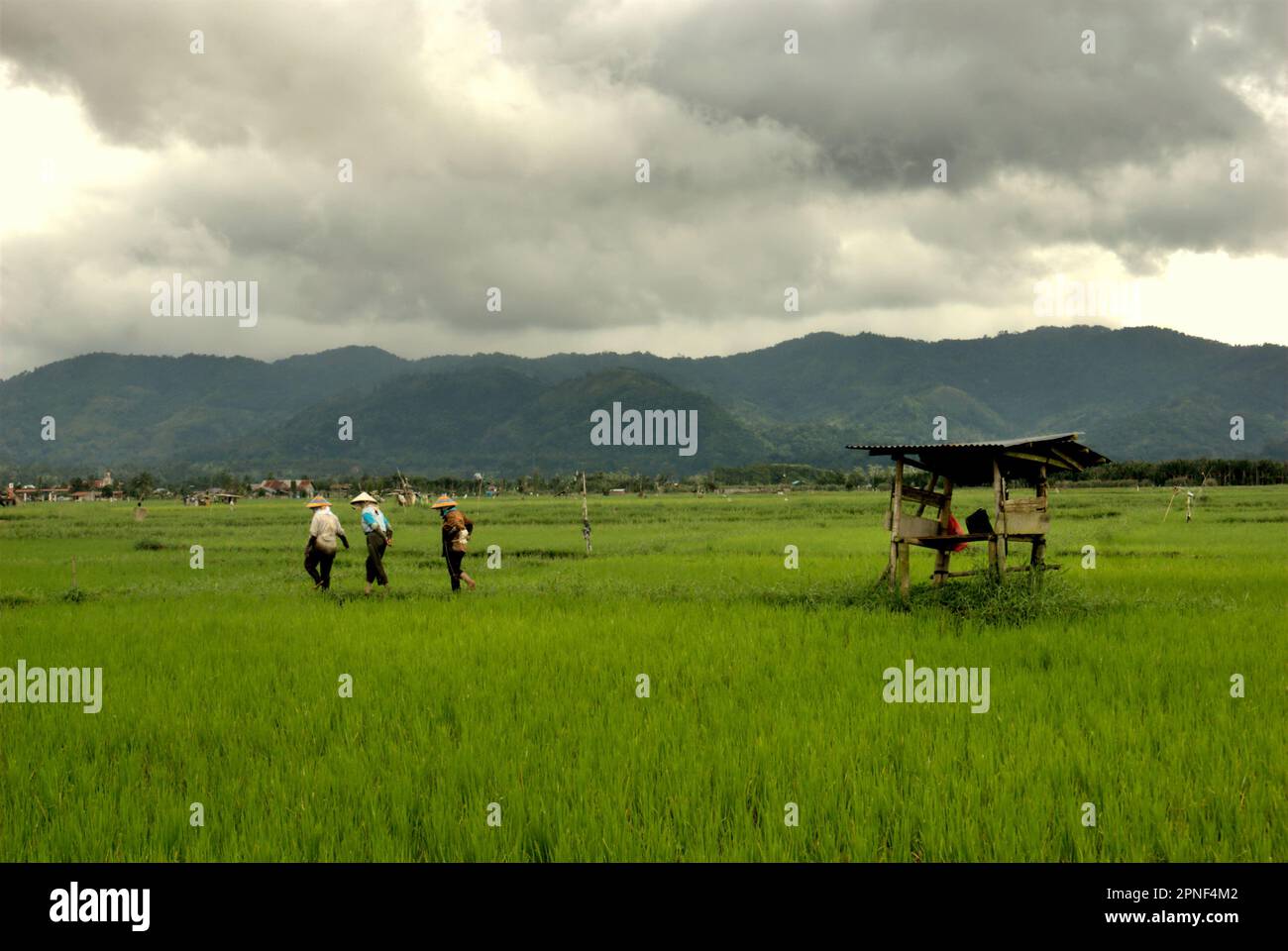 Weibliche Bauern auf einem Reisfeld in der Nähe von Tondano City und Lake Tondano in Minahasa, North Sulawesi, Indonesien. In Bezug auf Entwicklungsländer könnten agroökologische Ansätze die Herausforderungen des Klimawandels und die Ernährungssicherheit angehen, so der vom Weltklimarat (Intergovernmental Panel on Climate Change, IPCC) veröffentlichte Bericht von 2023 mit dem Titel „Climate Change 2022: Impacts, Adaptation and Vulnerability“ (Klimawandel: Auswirkungen, Anpassung und Verwundbarkeit). Angesichts der Tatsache, dass Reisfelder eine wichtige Methanquelle darstellen, wurde die Verwendung von Biochar als mögliche Strategie zur Verringerung der Treibhausgasemissionen aus Böden empfohlen ... Stockfoto