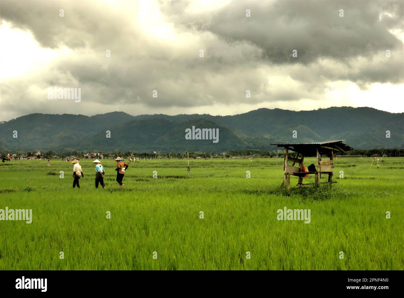 Weibliche Bauern auf einem Reisfeld in der Nähe von Tondano City und Lake Tondano in Minahasa, North Sulawesi, Indonesien. In Bezug auf Entwicklungsländer könnten agroökologische Ansätze die Herausforderungen des Klimawandels und die Ernährungssicherheit angehen, so der vom Weltklimarat (Intergovernmental Panel on Climate Change, IPCC) veröffentlichte Bericht von 2023 mit dem Titel „Climate Change 2022: Impacts, Adaptation and Vulnerability“ (Klimawandel: Auswirkungen, Anpassung und Verwundbarkeit). Angesichts der Tatsache, dass Reisfelder eine wichtige Methanquelle darstellen, wurde die Verwendung von Biochar als mögliche Strategie zur Verringerung der Treibhausgasemissionen aus Böden empfohlen ... Stockfoto