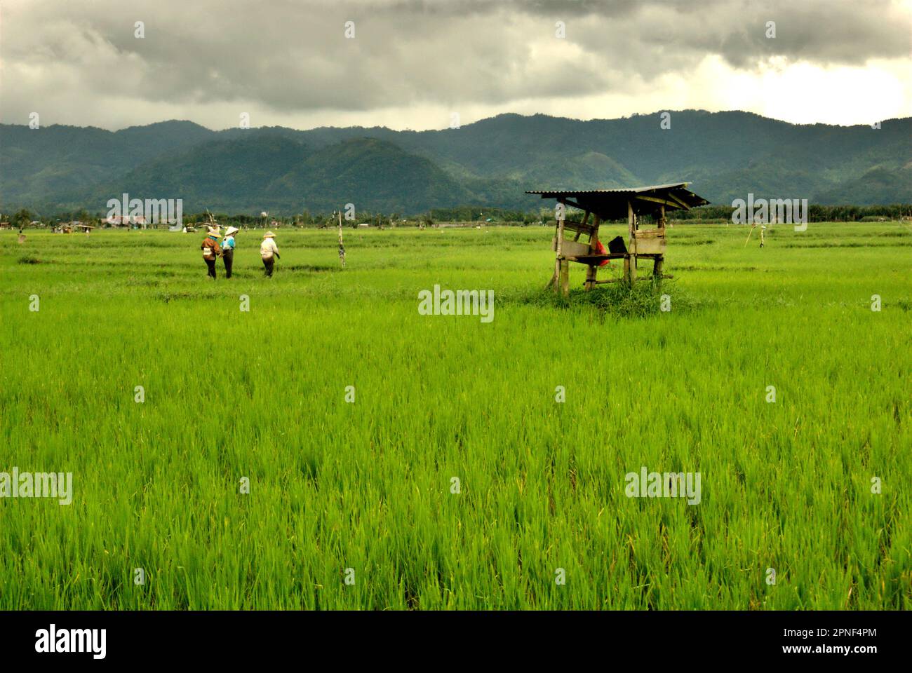Weibliche Bauern auf einem Reisfeld in der Nähe von Tondano City und Lake Tondano in Minahasa, North Sulawesi, Indonesien. In Bezug auf Entwicklungsländer könnten agroökologische Ansätze die Herausforderungen des Klimawandels und die Ernährungssicherheit angehen, so der vom Weltklimarat (Intergovernmental Panel on Climate Change, IPCC) veröffentlichte Bericht von 2023 mit dem Titel „Climate Change 2022: Impacts, Adaptation and Vulnerability“ (Klimawandel: Auswirkungen, Anpassung und Verwundbarkeit). Angesichts der Tatsache, dass Reisfelder eine wichtige Methanquelle darstellen, wurde die Verwendung von Biochar als mögliche Strategie zur Verringerung der Treibhausgasemissionen aus Böden empfohlen ... Stockfoto