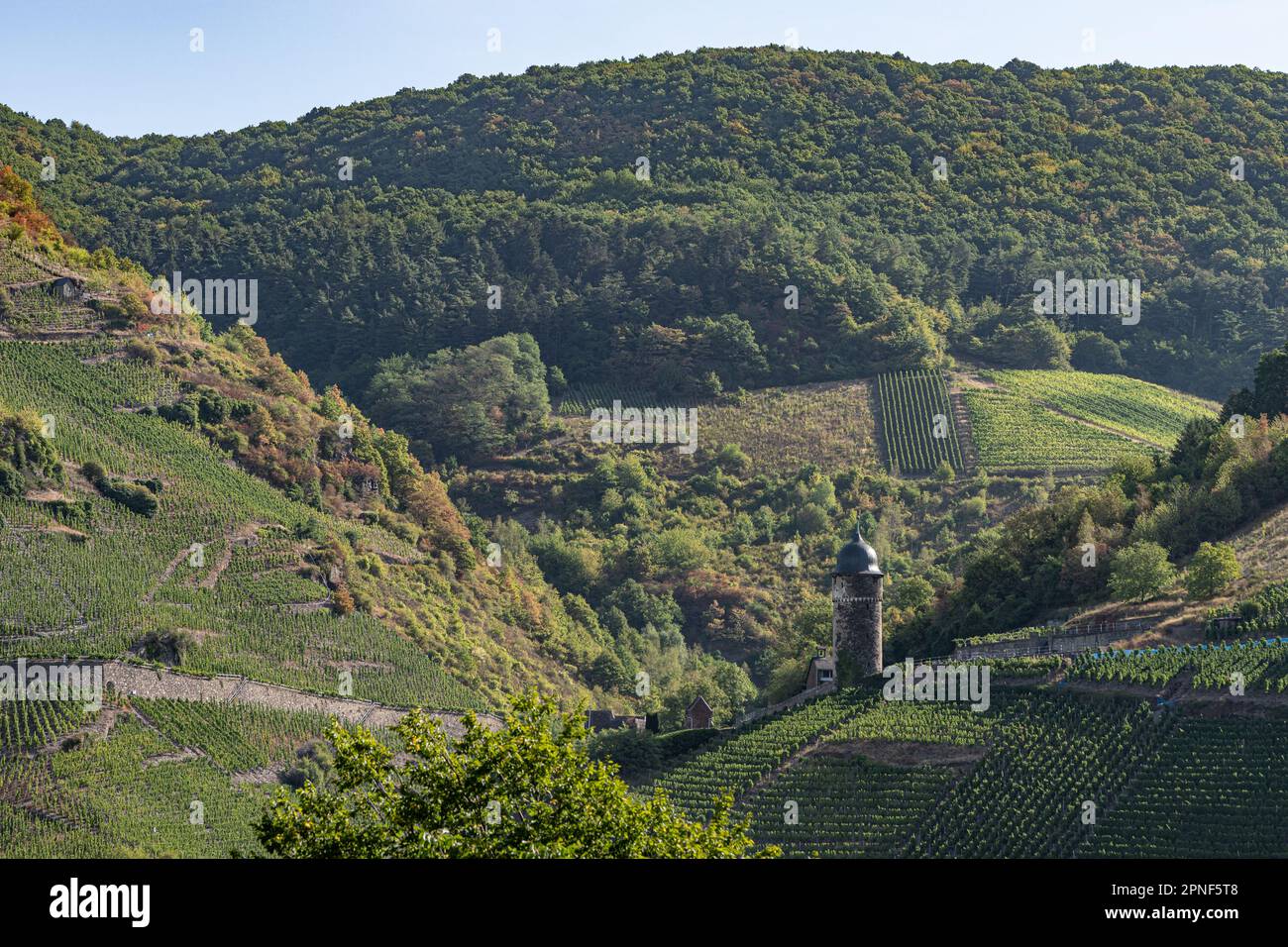 Spektakulärer Panoramablick vom Turm Prizenkop der Moselschleife, vom Moseltal von Reil bis zum Bremmer Calmont, Zeller Hamm, Hunsrüc Stockfoto