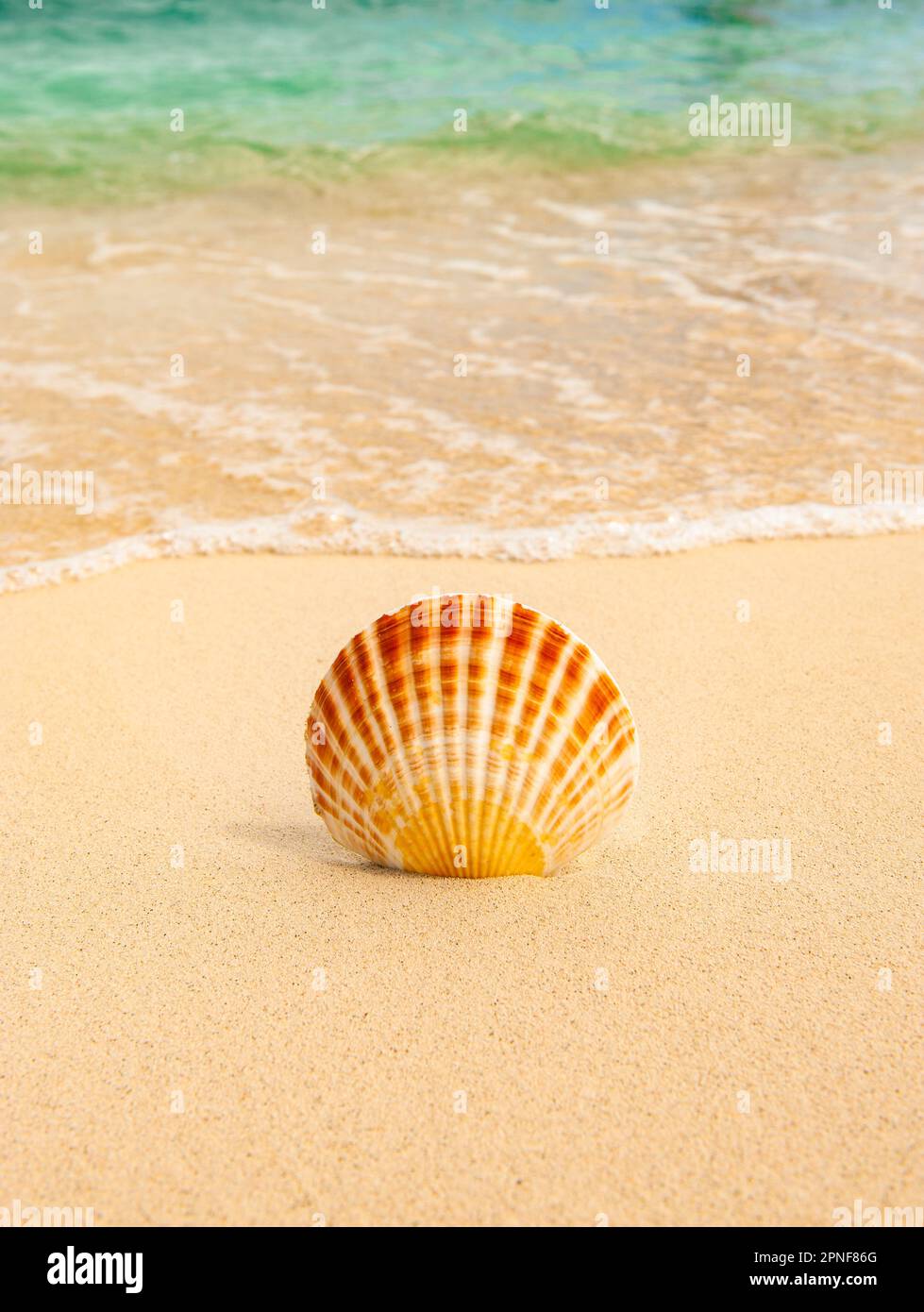 Meeresmuschel am tropischen Strand Stockfoto