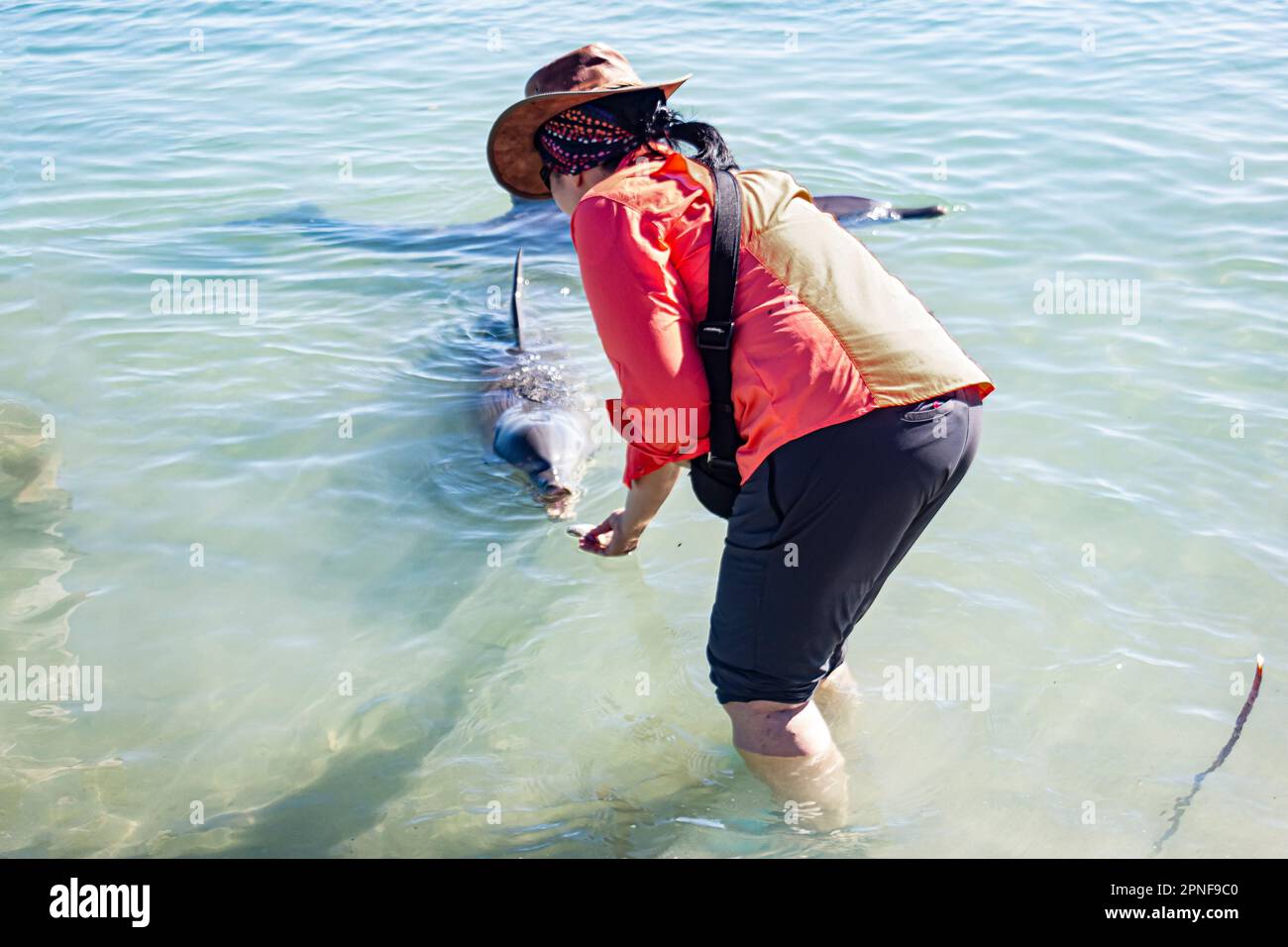 Eine Frau interagiert mit den wilden Delfinen, die sich dem Ufer von Monkey Mia in Shark Bay, Australien nähern. Stockfoto