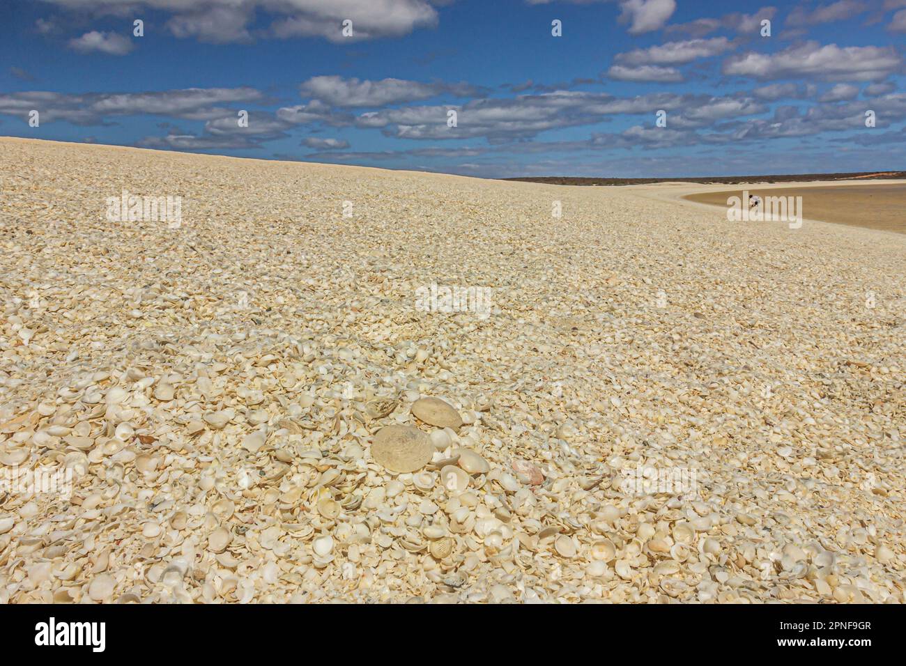 Ein Haufen Muscheln, hauptsächlich aus Cockle, der den Strand passend Shell Beach in Shark Bay in Westaustralien, Australien, nannte. Stockfoto