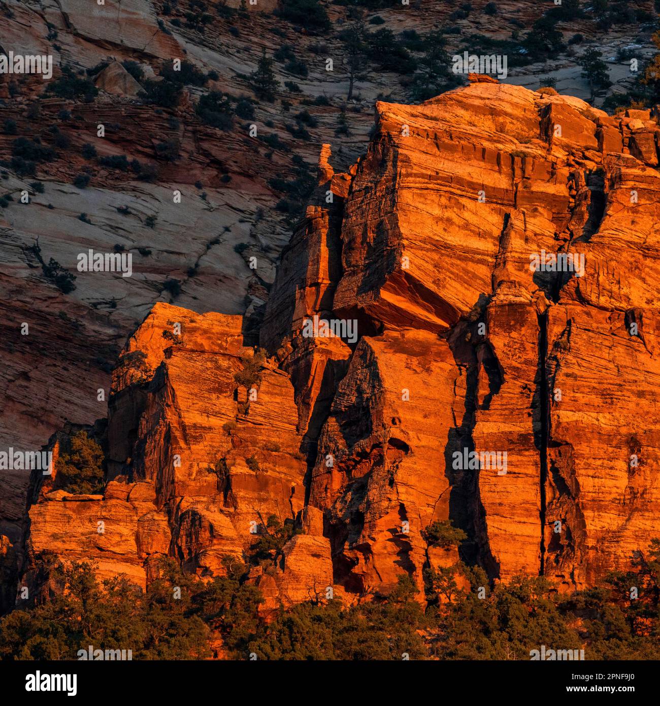 USA, Utah, Zion-Nationalpark, Sonnenuntergang auf roten Klippen Stockfoto