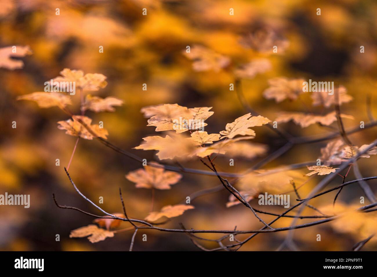 Herbstblätter auf Zweigen im Zion-Nationalpark Stockfoto