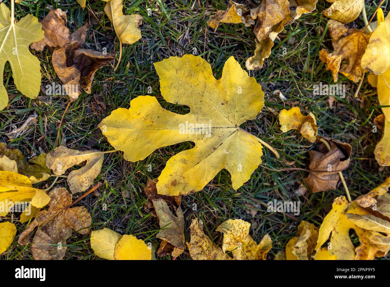 Herbstfeigenblätter liegen auf dem Boden Stockfoto
