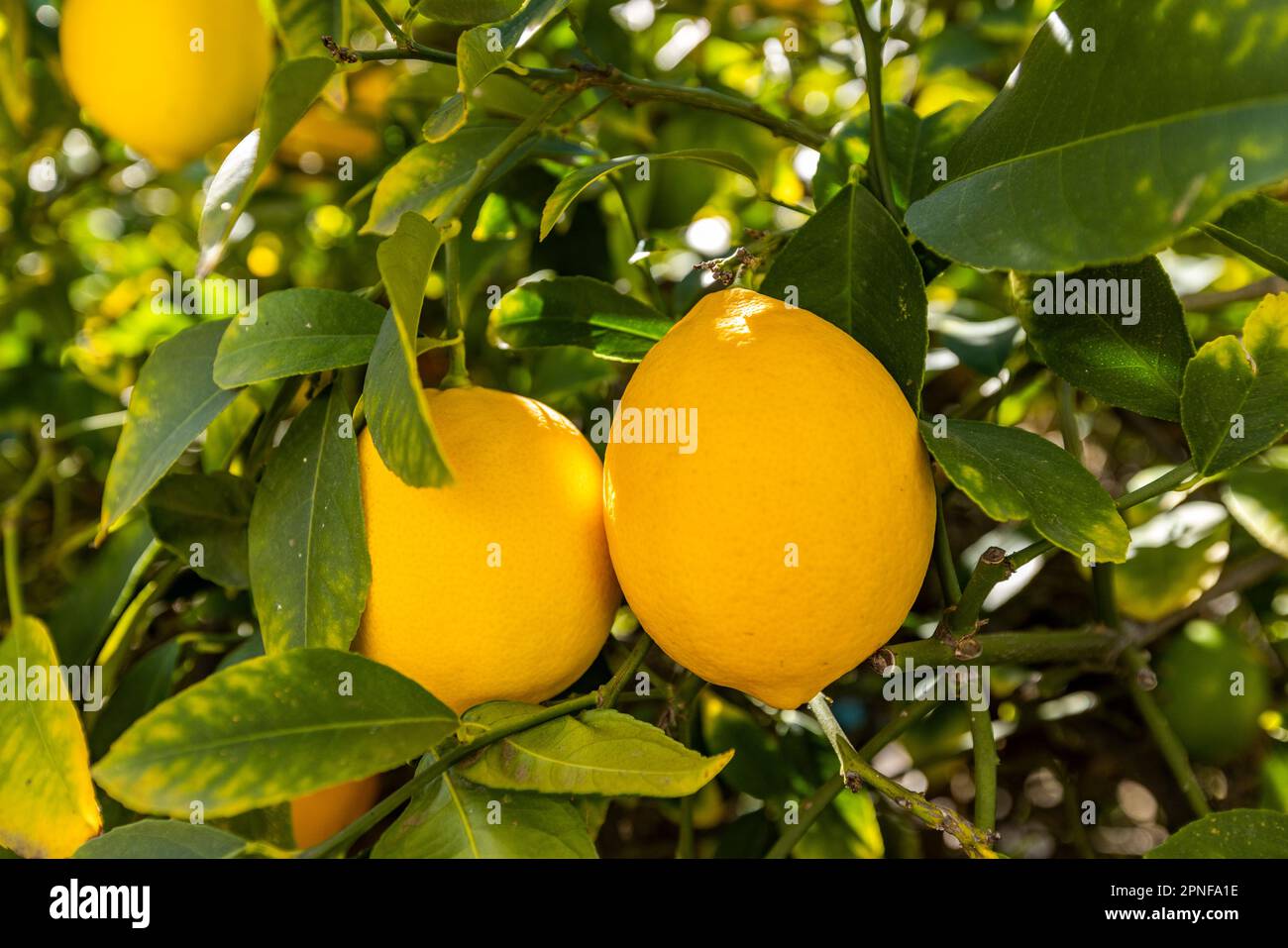 Reife Zitrone hängt am Ast Stockfoto