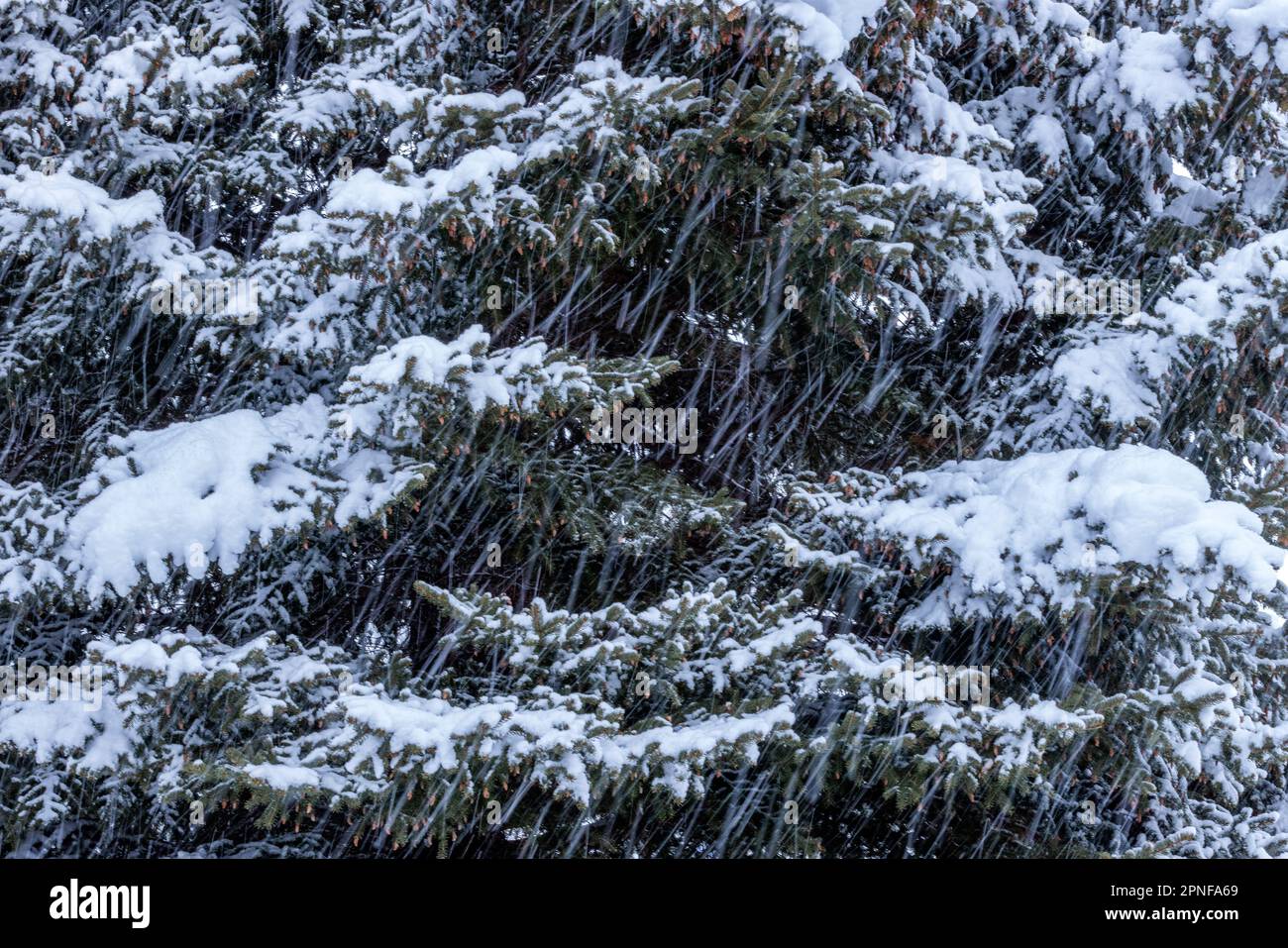 Frischer Schnee fällt auf Kiefern Stockfoto