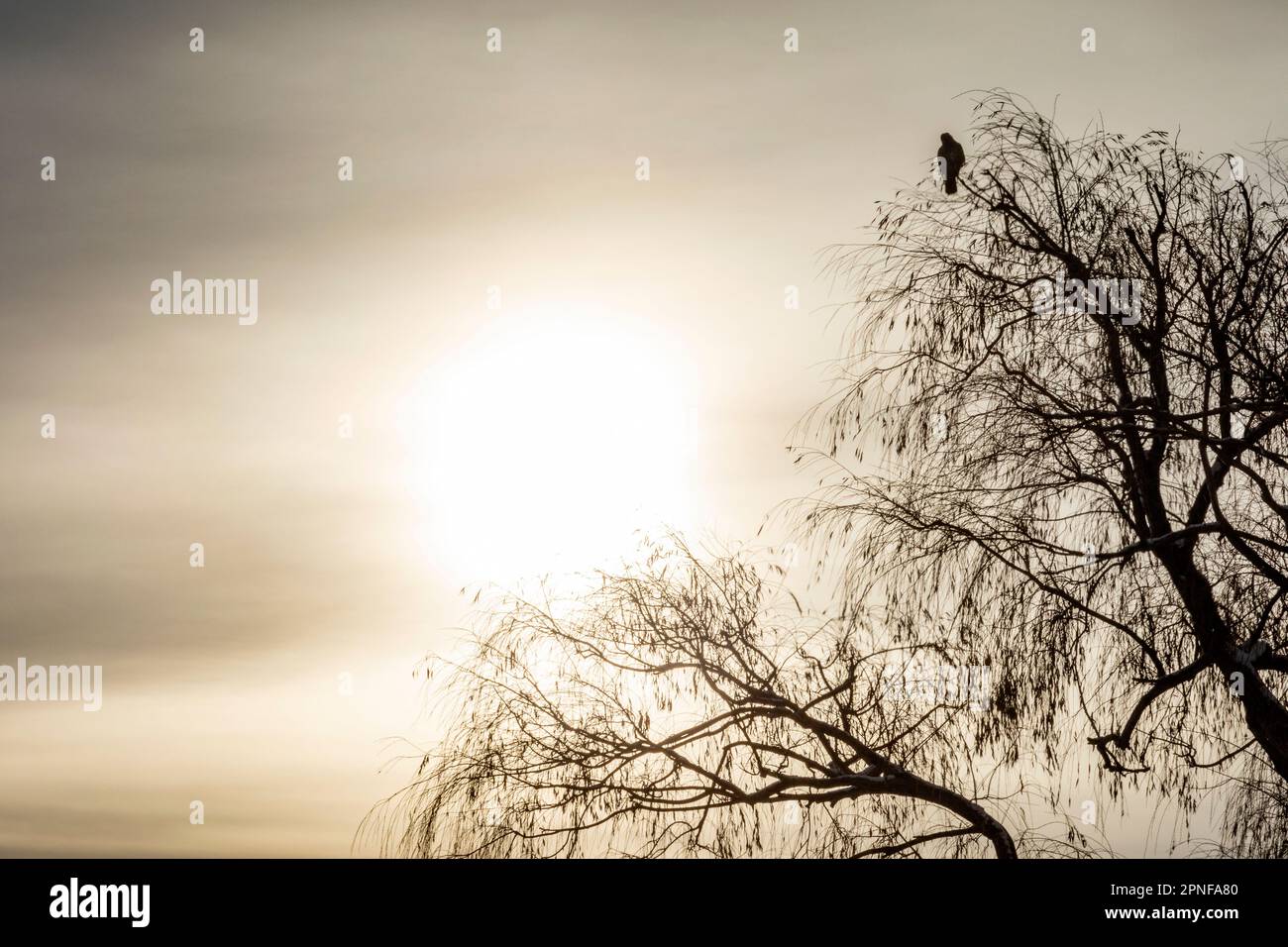 Einsamer Falke, der im Winterbaum sitzt Stockfoto