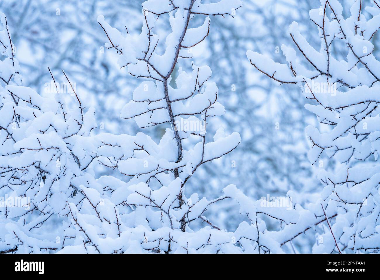 Detaildarstellung von Baumstämmen mit frischem Schnee Stockfoto