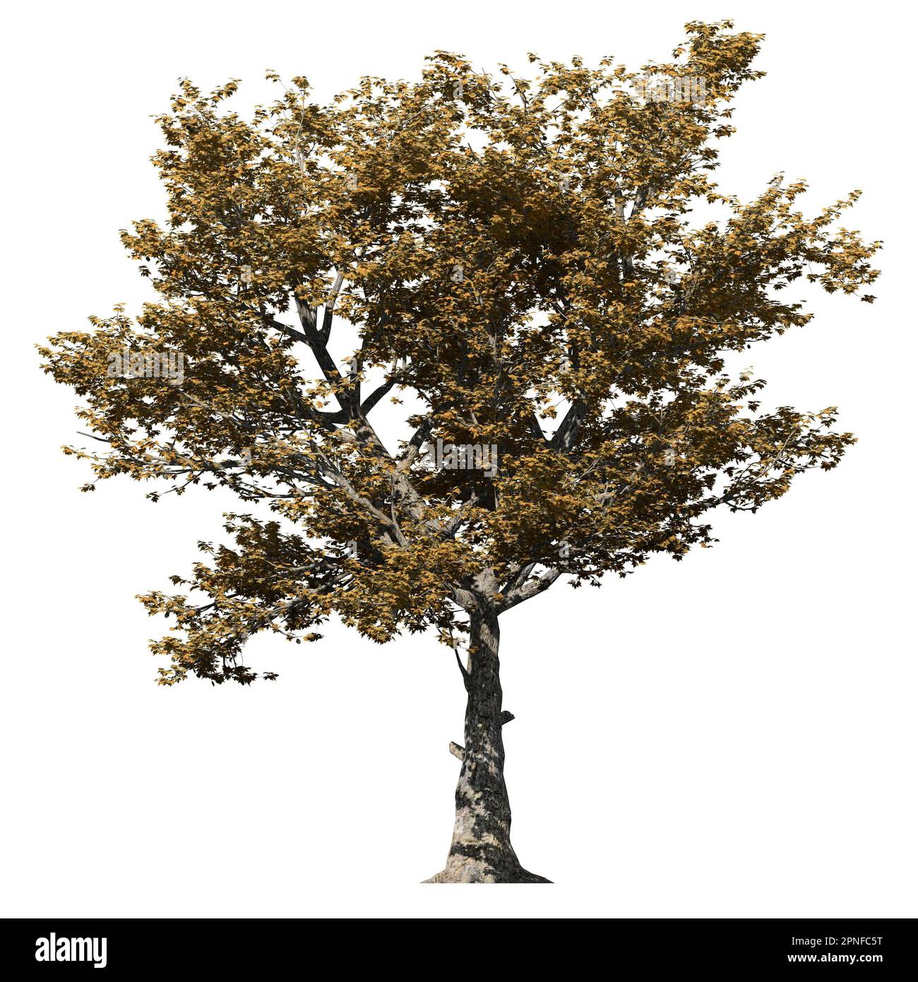 Amerikanischer Sycamore-Baum, isoliert auf weißem Hintergrund, Vorderansicht Stockfoto