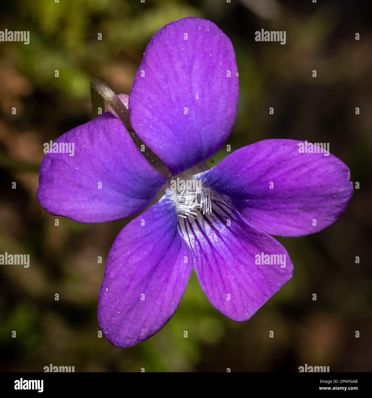 Nahaufnahme der Blüte eines Blauen Violetts. Raleigh, North Carolina. Stockfoto