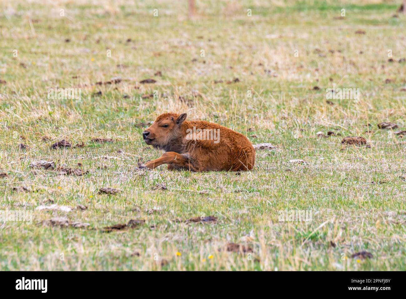 Ein Red Dog auf der Terry Bison Ranch, Wyoming Stockfoto
