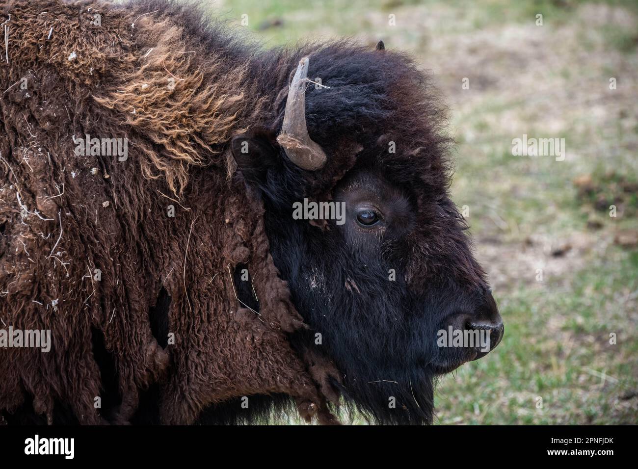 American Bison auf der Terry Bison Ranch, Wyoming Stockfoto