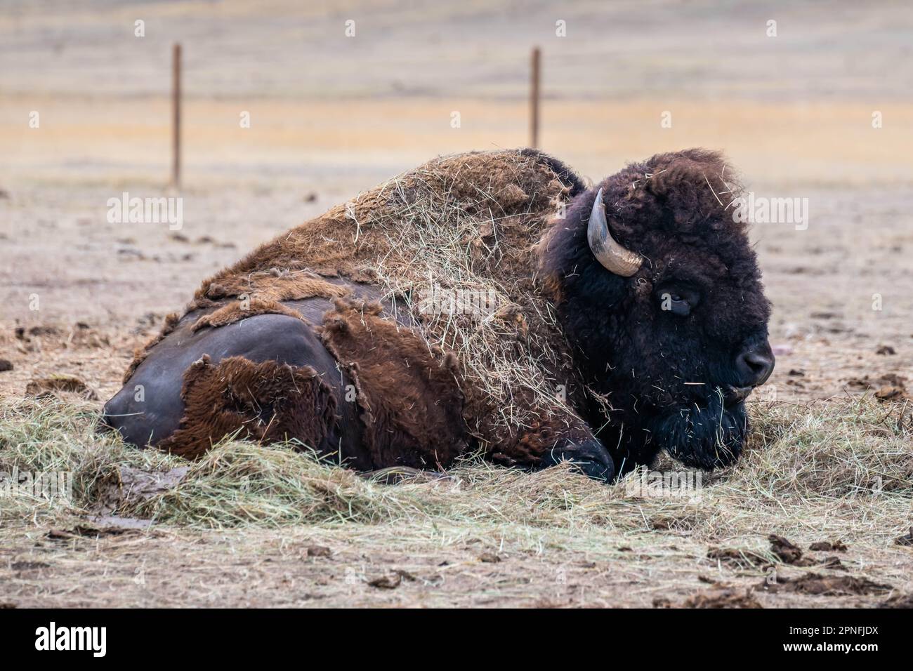 American Bison auf der Terry Bison Ranch, Wyoming Stockfoto