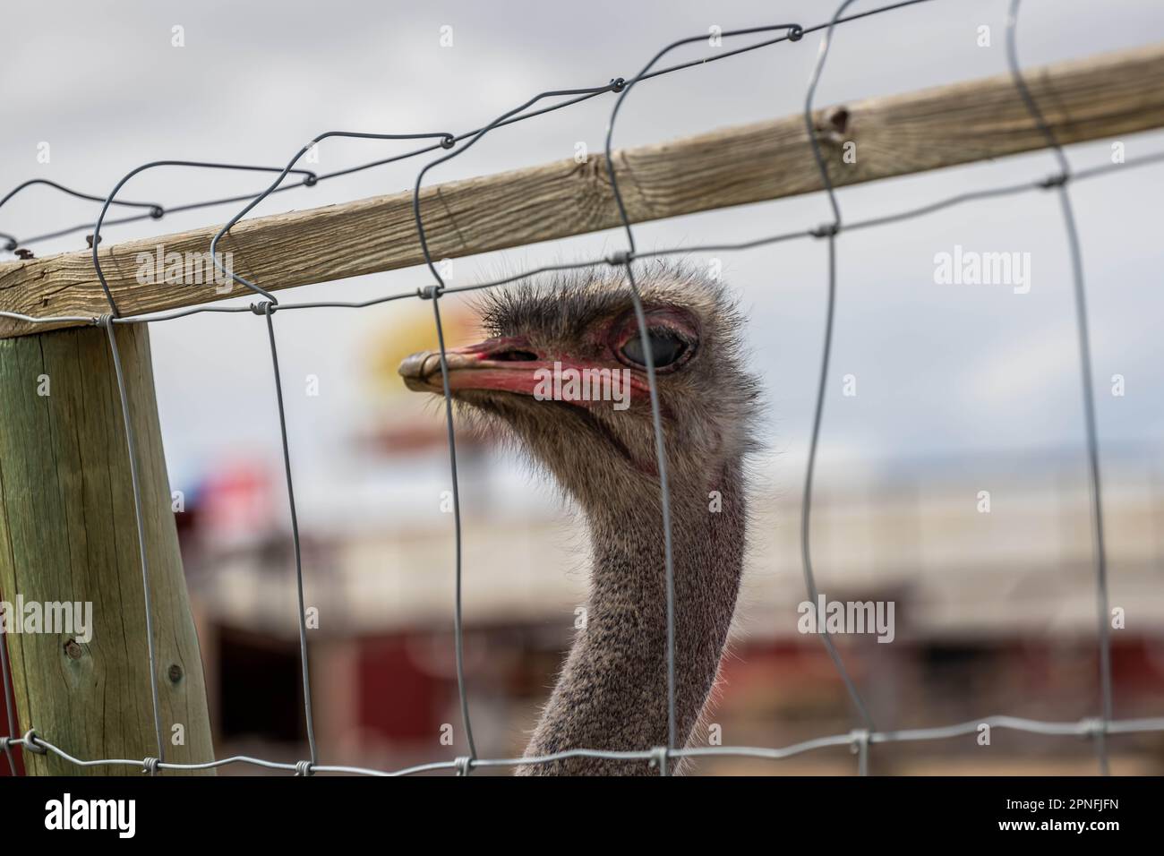 Ein riesiger brauner Strauß in Terry Bison Ranch, Wyoming Stockfoto