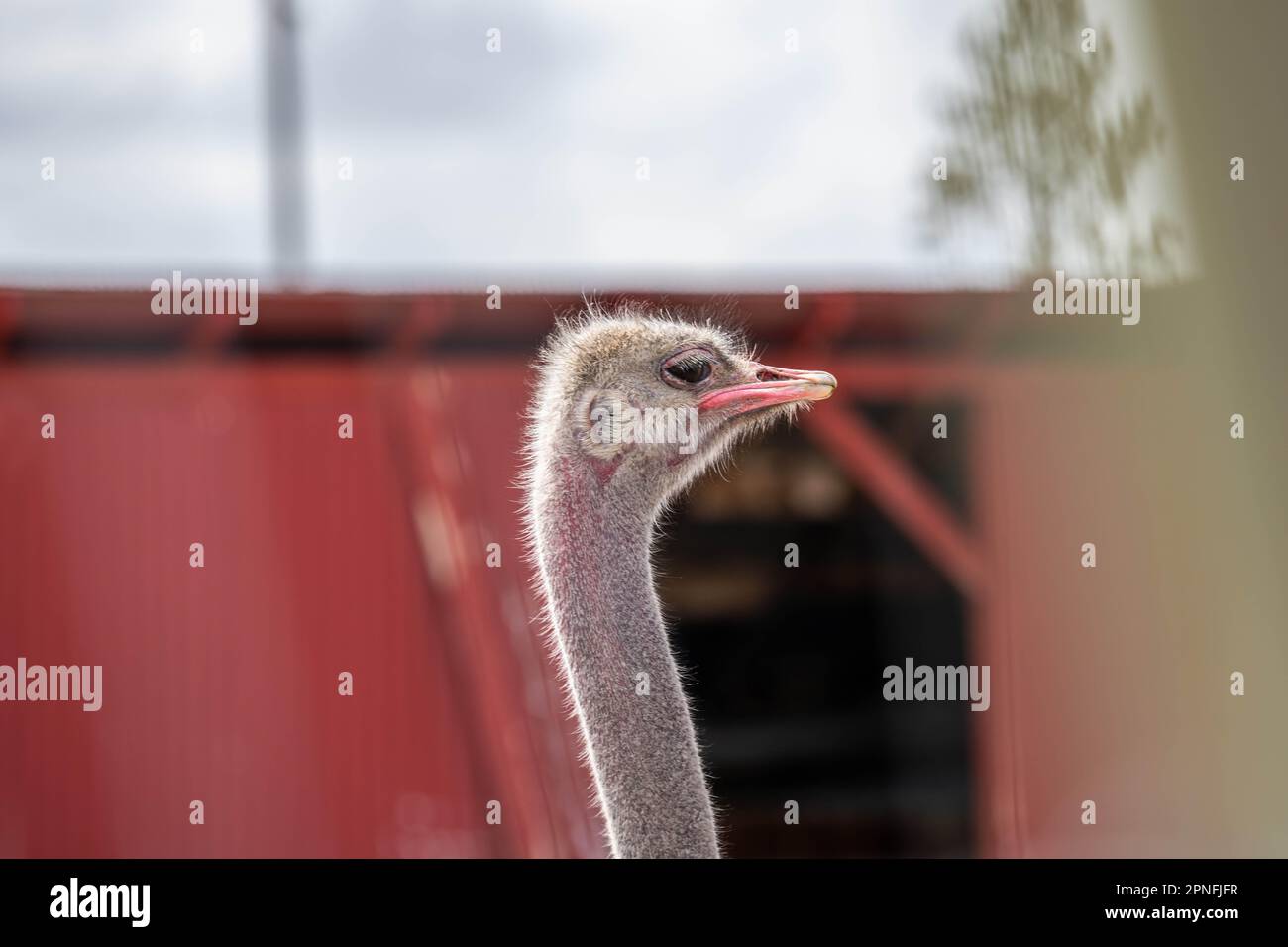 Ein riesiger brauner Strauß in Terry Bison Ranch, Wyoming Stockfoto